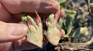 Uszkodzenia mrozowe truskawki – które odmiany ucierpiały najbardziej?