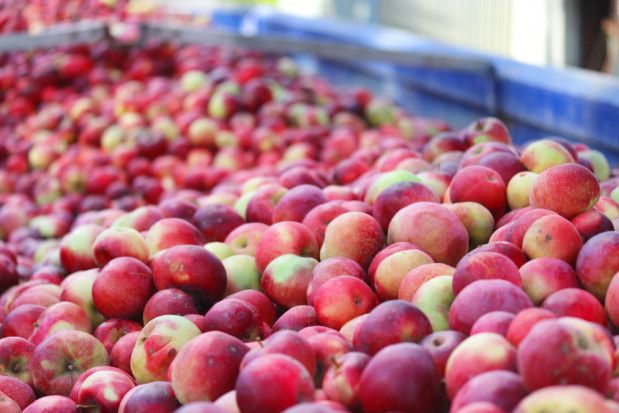 Sadownicy liczą na podwyżkę cen w skupach./ fot. shutterstock.com Ceny jabłek przemysłowych dobiją do 70 gr/kg?