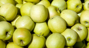 Golden jak Idared? Sprzedaż stoi, ceny spadają