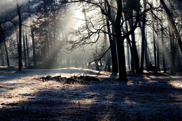 Średni poziom zagrożenia pożarowego w lasach/ fot. pixabay W lasach jest sucho, ale nie ma podstaw do ich zamknięcia
