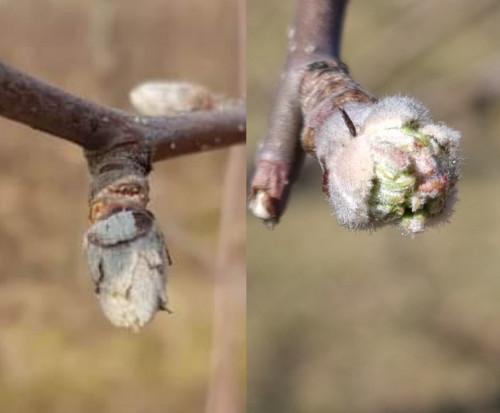 Tegoroczna wegetacja w sadach dużo wcześniejsza niż rok temu/ fot.sadyogrody.pl Wegetacja w sadach ruszyła dużo wcześniej