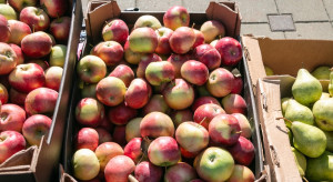 Francja: Większe zapasy jabłek, mniejsze gruszek