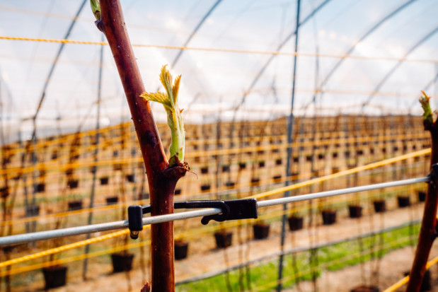 Jakie przezimowanie malin?/ fot. shutterstock Maliny 2022: Jakie zagrożenia na plantacjach?