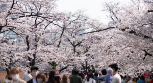Wiśnie w Tokio już kwitną