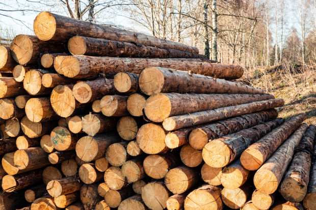 Unijne strategie mogą zagrażać sektorowi drewna w Polsce