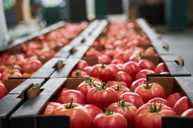 Rosja zniosła ograniczenia w dostawach pomidorów z Azerbejdżanu