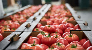 Rosja zniosła ograniczenia w dostawach pomidorów z Azerbejdżanu