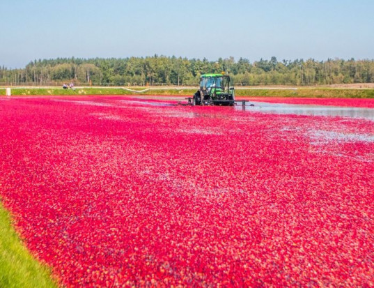Plantacja żurawiny w Nowinach ciągle jest największą w Europie plantacją/ fot. fieldstone.pl Fieldstone - 42 ha żurawiny na największej plantacji w Europie!