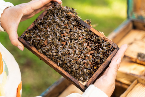Dofinansowanie dla pszczelarzy. Nabór wniosków już trwa