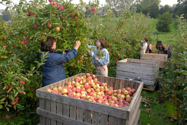 Wojna w Ukrainie odbije się na polskiej produkcji rolnej. Trudności spotkają szczególnie sadowników. / fot. shutterstock Wojna w Ukrainie uderzy w sadowników. Zabraknie rąk do pracy