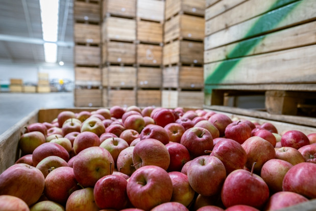 Dopłaty do przetwarzania jabłek: Nie ma konkretów tylko słowa