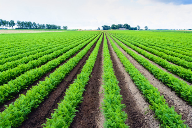 Produkcja warzyw może ucierpieć na wyższych cenach energii i nawozów