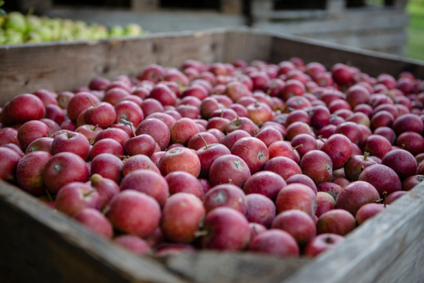 Dopłaty do przetwarzania jabłek: Daleka droga do ich realizacji