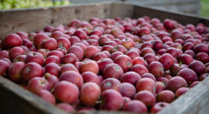 Dopłaty do przetwarzania jabłek: Daleka droga do ich realizacji