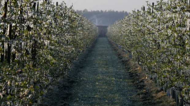 Belgijskie sady gruszowe dotknięte mrozem/ fot.shutterstock.com Sady gruszowe w Belgii dotknięte mrozem. Będą poważne straty