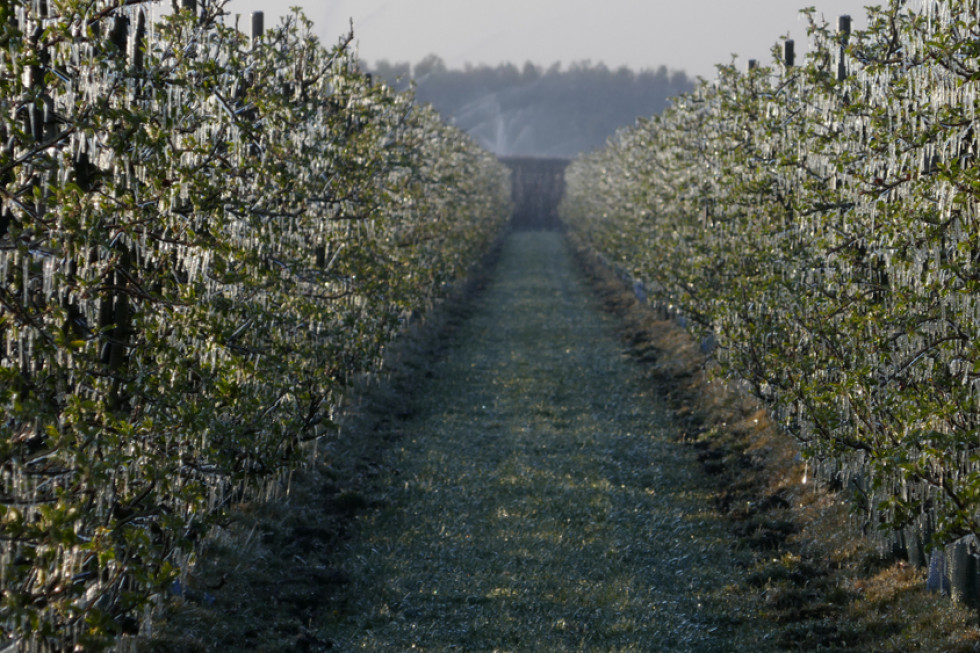 Sady gruszowe w Belgii dotknięte mrozem. Będą poważne straty