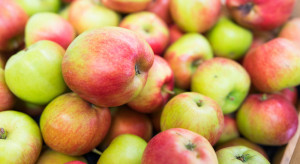Wycofanie jabłek- mało faktów, wiele wymagań