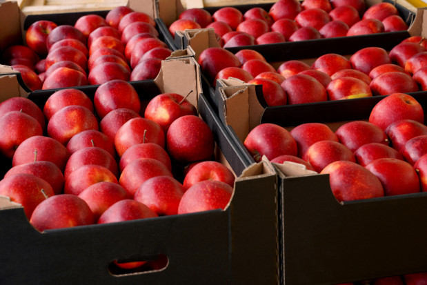 Dokąd eksportowano polskie jabłka w marcu?