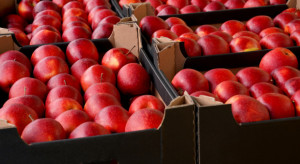 Dokąd eksportowano polskie jabłka w marcu?