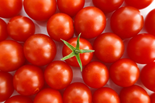 Tysiąc pomidorów na jednej łodydze? Nowy rekord