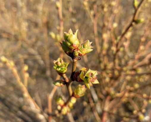 Odmiana Bluegold 14.04. woj. Łódzkie / fot. B. Drzazga Plantacje borówek - jaka kondycja po zimie?