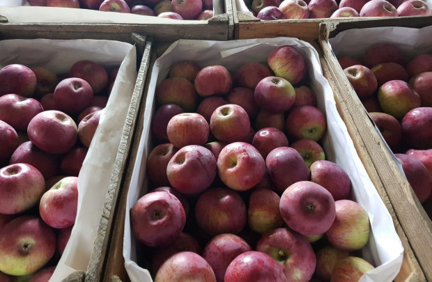 Rynek Bronisze: mały ruch ale ceny jabłek wyższe