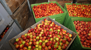 Które przetwórnie wezmą udział w wycofaniu jabłek z rynku ?