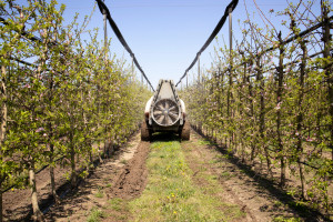 Parch i mączniak jabłoni - jaka sytuacja w sadzie?