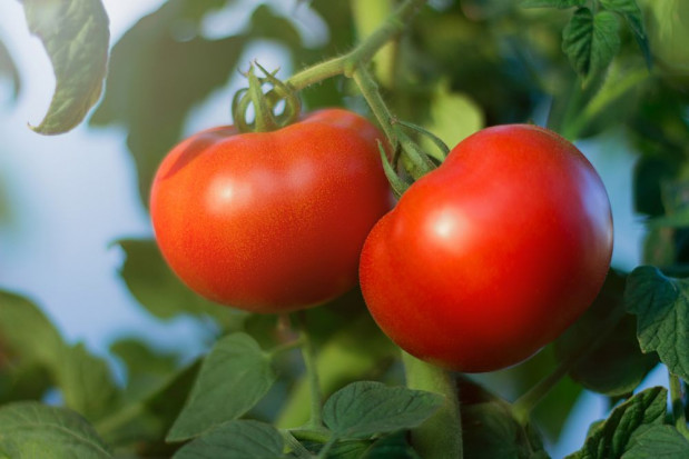 Sezon na polskie pomidory szklarniowe trwa