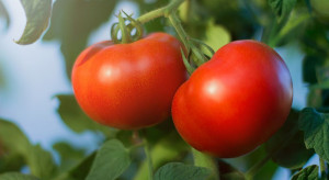 Sezon na polskie pomidory szklarniowe trwa