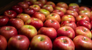 Większy ruch w handlu jabłkami. Przybywa ogłoszeń