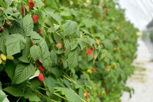 Maliny 2022: Ile kosztuje założenie nowej plantacji ?