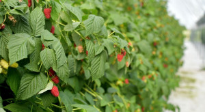 Maliny 2022: Ile kosztuje założenie nowej plantacji ?