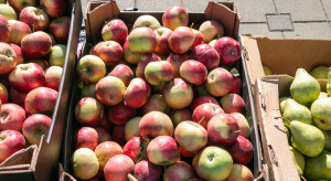 Polskie jabłka i gruszki w USA. Będą większe możliwości eksportu?