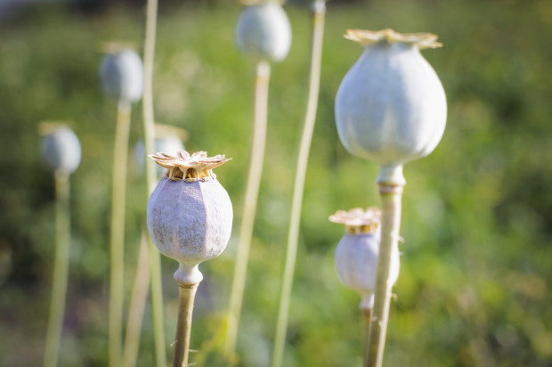 Ułatwienia w uprawie i skupie maku oraz konopi włóknistych/ fot. shutterstock Będą ułatwienia w uprawie i skupie maku oraz konopi włóknistych
