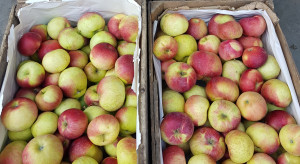Słaby handel na Broniszach, ceny jabłek spadły !