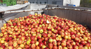 Sadownicy zadeklarowali już sprzedaż kilkunastu tysięcy ton jabłek do przetwórni