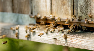 Bank Pszczeli odbuduje pasiekę pszczelarza, który stracił ponad 400 tys. owadów