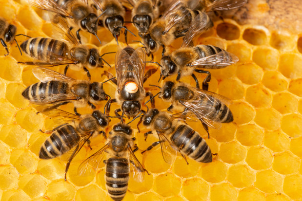 Małopolskie będzie wspierać 18 projektów dot. ochrony pszczół