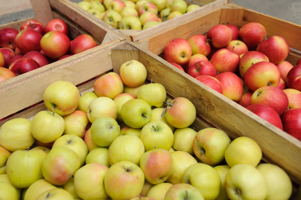 Eksport jabłek do Białorusi- na jakich zasadach ?