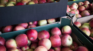Eksport jabłek do Białorusi - duże oczekiwania, wiele trudności