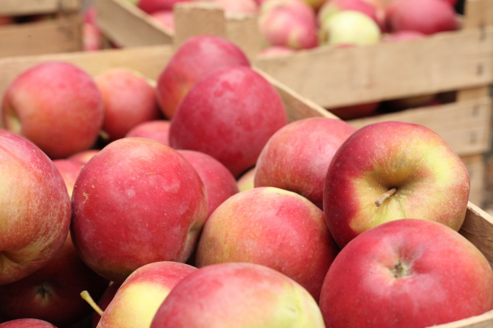 Trwają problemy z eksportem polskich jabłek do Egiptu