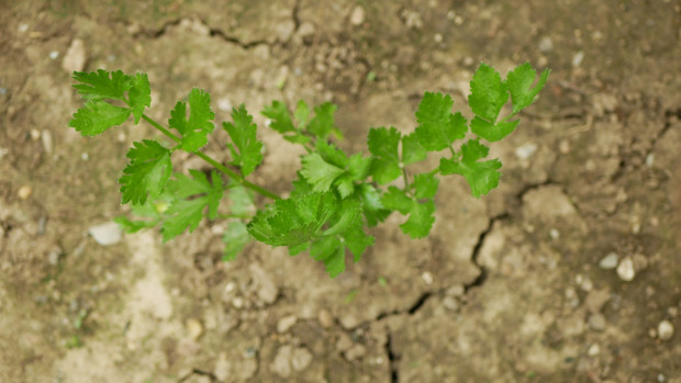 Susza hydrologiczna w czterech województwach. IMGW ostrzega/ fot.shutterstock.com Susza hydrologiczna zagrozi uprawom?