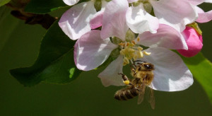 Światowy Dzień Pszczół - ogromna rola zapylaczy
