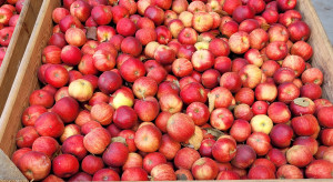 Problem z wycofaniem jabłek od sadowników z grup producenckich