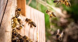 74 proc. pszczelarzy współpracuje z rolnikami