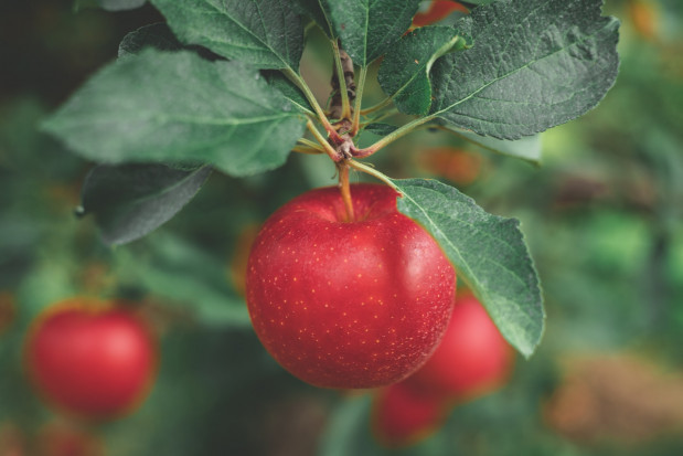 Zbiory jabłek w Chinach mogą być niższe o 30 proc.