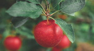 Zbiory jabłek w Chinach mogą być niższe o 30 proc.