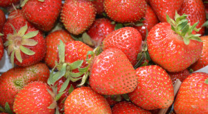 Ukraina: Rosną ceny truskawek. Powodem niewielkie dostawy