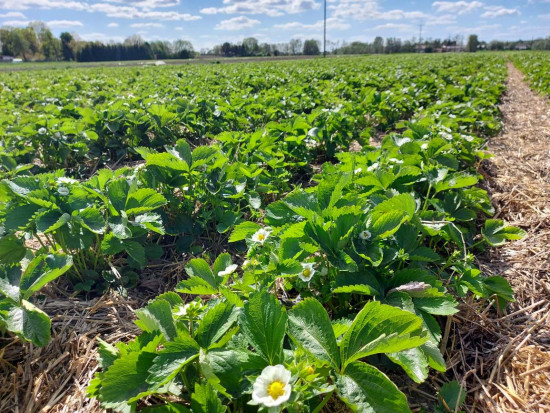 Kiedy pojawią się truskawki z tradycyjnych upraw gruntowych?/ fot. Jacek Witkowski Timac Agro Polska Ochrona truskawek: Duża presja szarej pleśni i kwieciaka